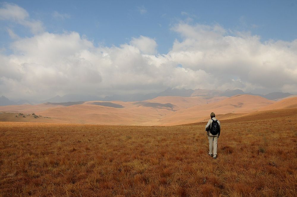 A hiker crossing golden mountain grassland in the Drakensberg, South Africa